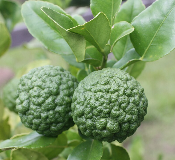 Kaffir Lime Leave Powder 100% (ใบมะกรูดผง 100%)
