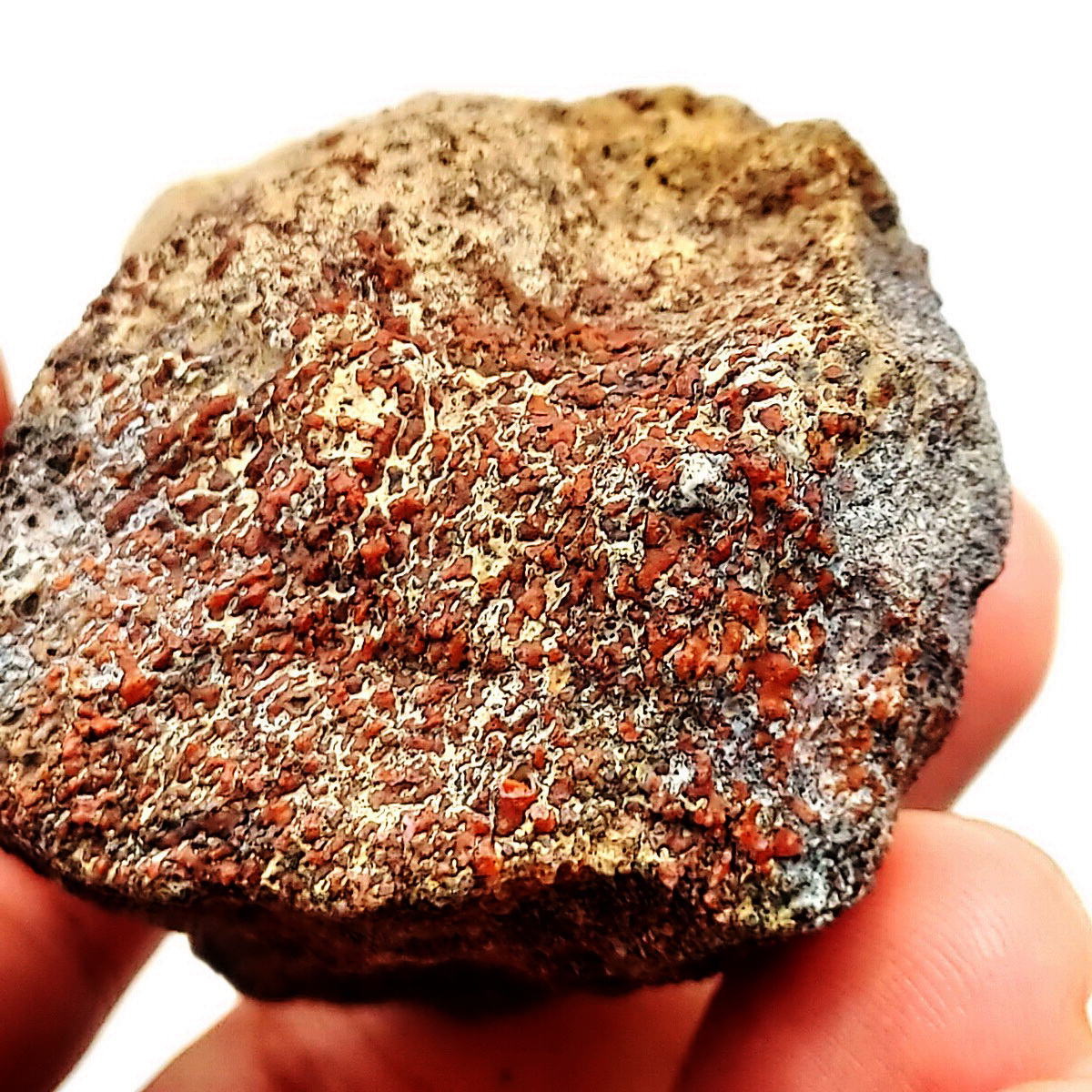 กระดูกไดโนเสาร์จากรัฐยูท่าห์ USA (Agatized Dinosaur Bone) 109กรัม