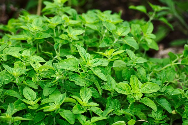 Oregano Powder 100% (ออริกาโน่ผง 100%)