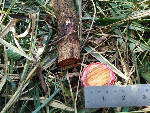 ใบเลื่อยตัดไม้ MARTEC ใบตัดไม้ ใส่เครื่องตัดหญ้า