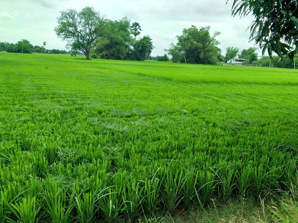 ใบตัดข้าว