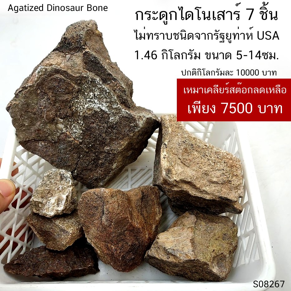 กระดูกไดโนเสาร์ 7 ชิ้น ไม่ทราบชนิดจากรัฐยูท่าห์ USA 1.46 กิโลกรัม ขนาด 5-14ซม.