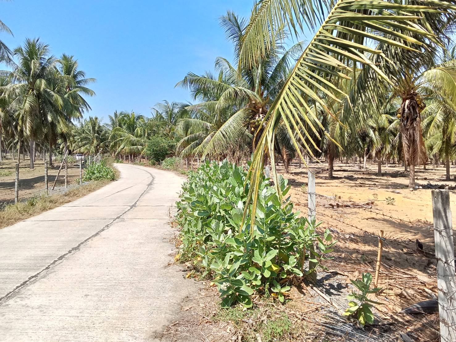 ขายสวนมะพร้าวแกง 30ไร่ อุทยานเเห่งชาติกุยบุรี หาดปากคลองเกลียว