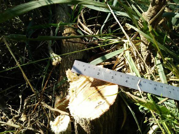 ใบเลื่อยตัดไม้ MARTEC ใบตัดไม้ ใส่เครื่องตัดหญ้า