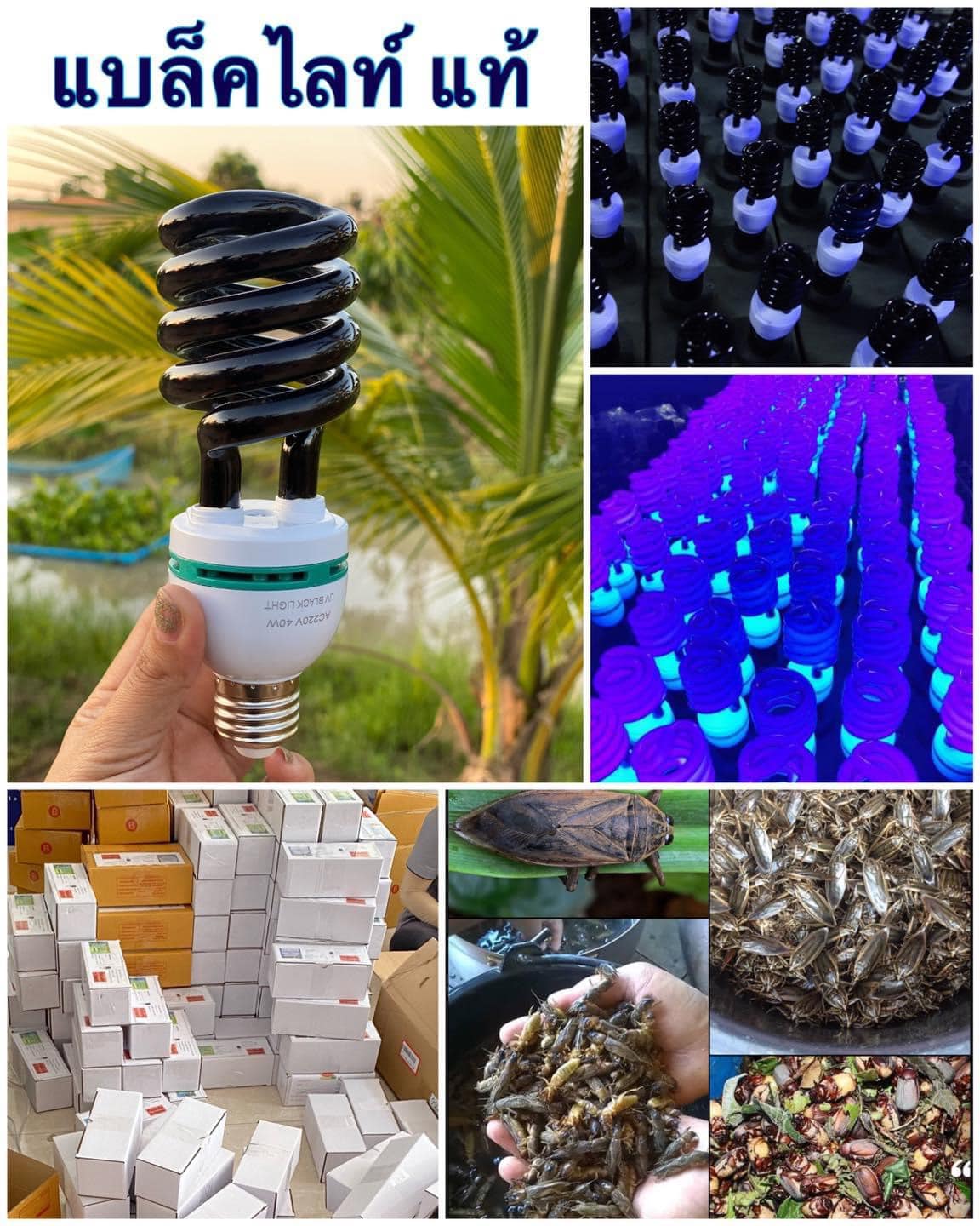 หลอดไฟ ล่อแมลง ต่อกับไฟบ้าน 220V BLACKLIGHT UVA