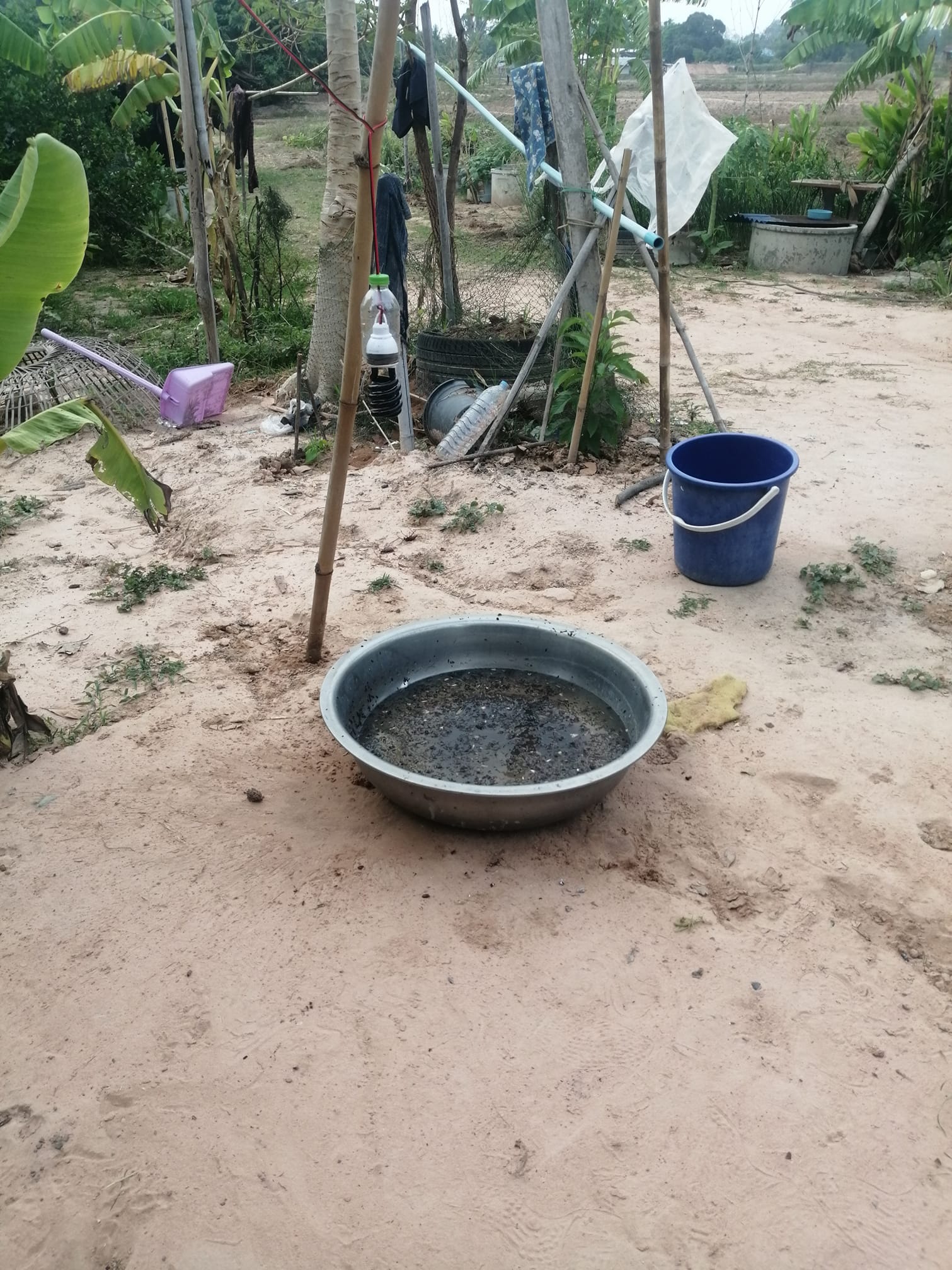 หลอดไฟแบล็คไลท์ ล่อแมลงแท้ ล่อแมลงบินทุกชนิด