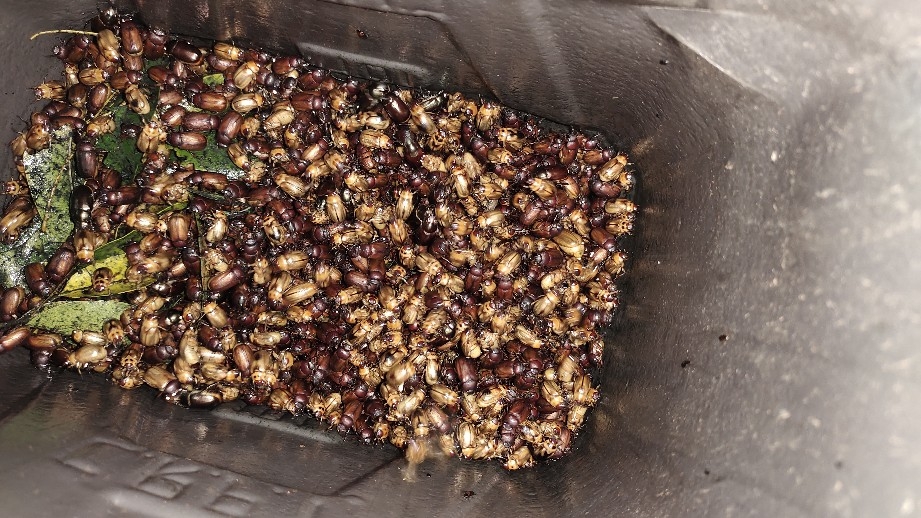 หลอดไฟ ล่อแมลง ต่อกับไฟบ้าน 220V BLACKLIGHT UVA