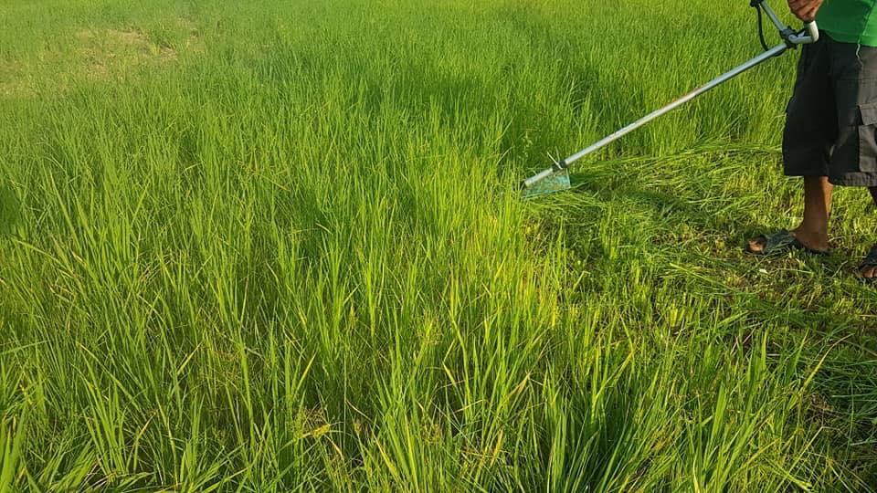 ใบตัดข้าว