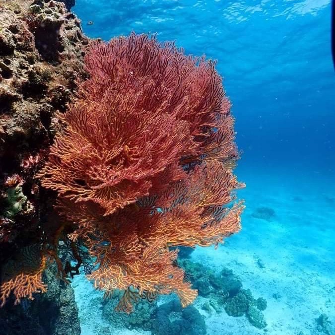 Phi Phi Island Discover Scuba Diving 2 Dives