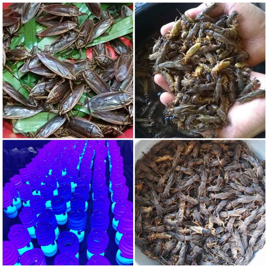 หลอดไฟแบล็คไลท์ มี 2 แบบ ให้เลือก