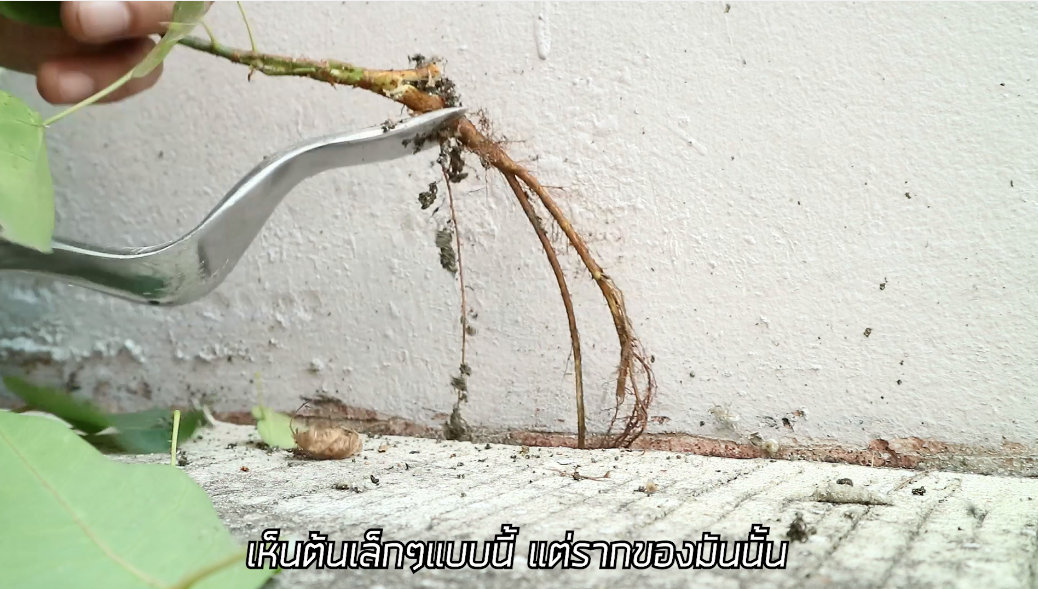 Handweeder ไม้กำจัดวัชพืช