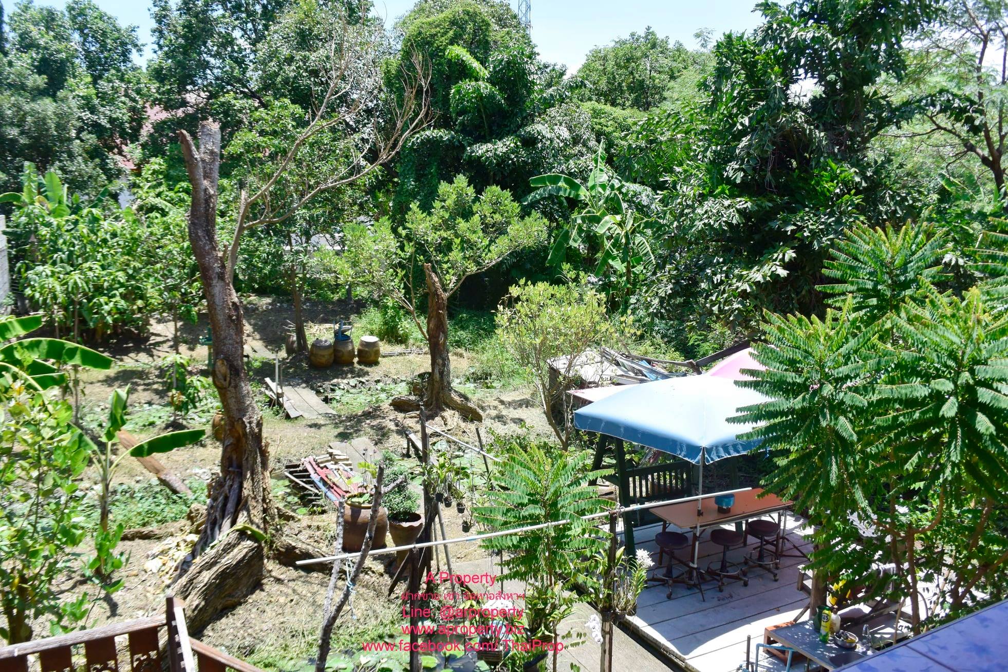 ขายบ้านเดี่ยว บรรยากาศสวน ต่ำกว่าราคาประเมิน