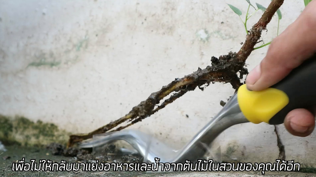 Handweeder ไม้กำจัดวัชพืช