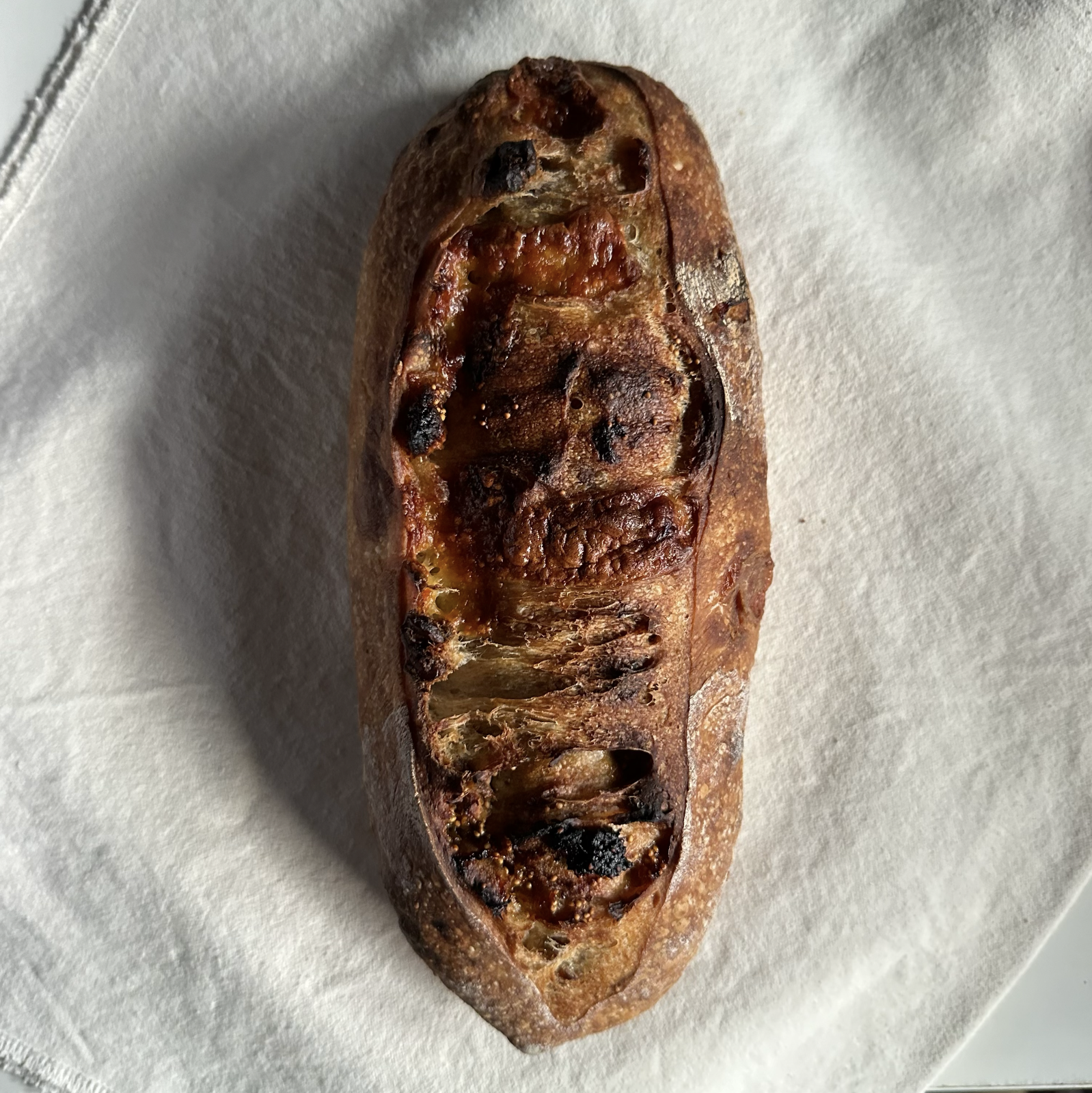 Fig Cheddar Walnut Sourdough loaf (16% Whole Grain)