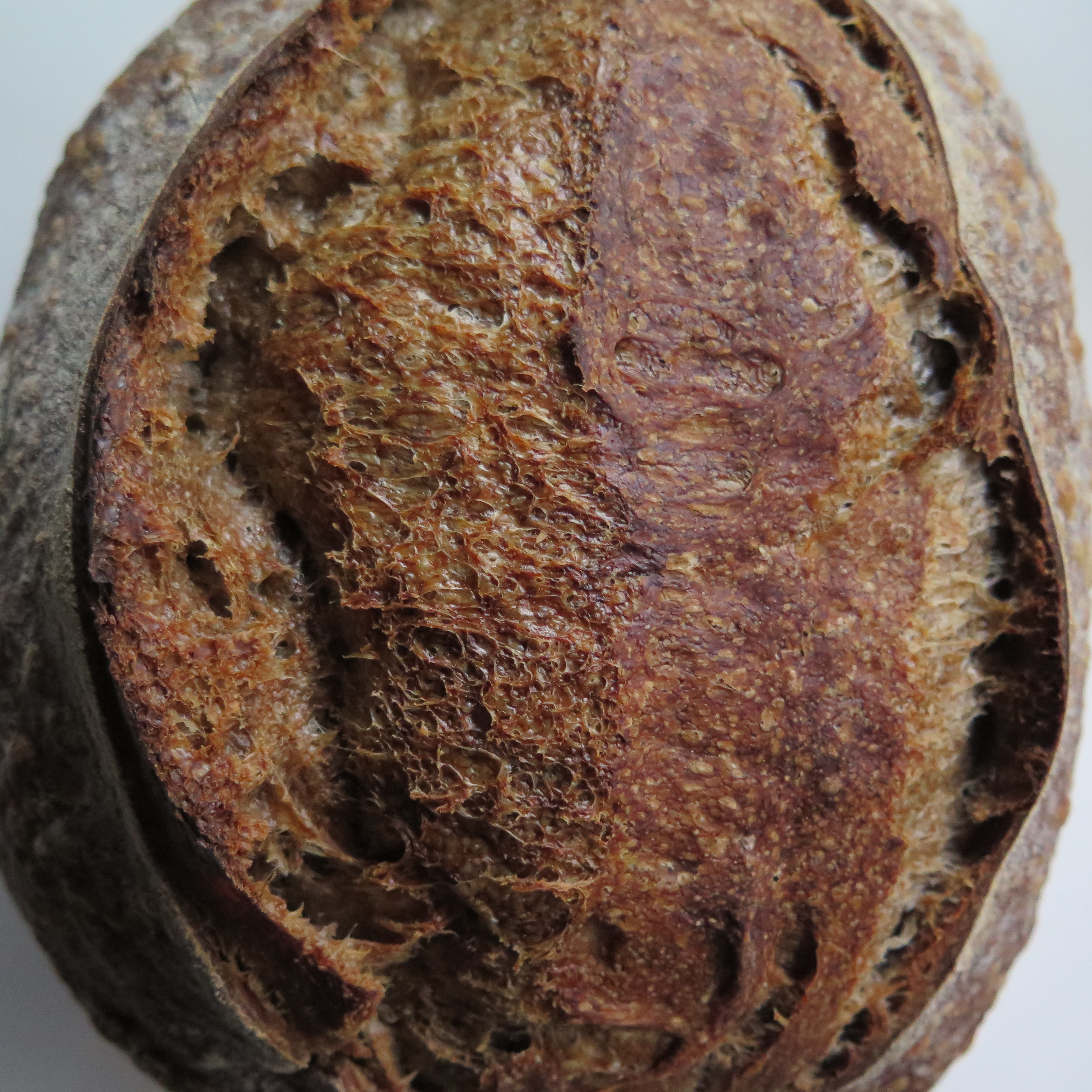 Ⓥ Roasted Rye Malt Sourdough (เจ, 16% Whole Wheat, Vegan)