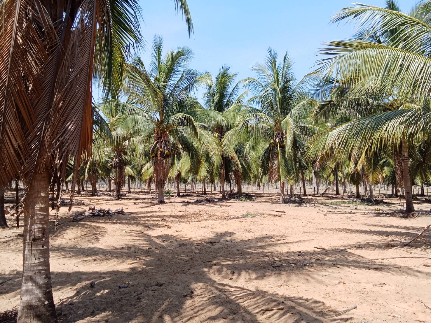 ขายสวนมะพร้าวแกง 30ไร่ อุทยานเเห่งชาติกุยบุรี หาดปากคลองเกลียว