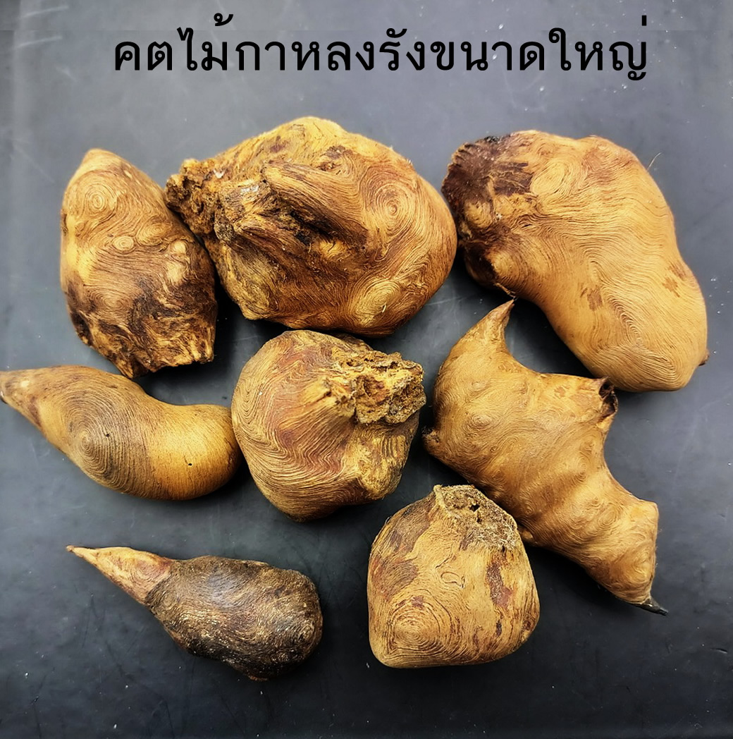 คตไม้กาหลงรัง ขนาดใหญ่หายาก เครื่องรางของขลังด้านมหาเสน่ห์ มหาอำนาจ
