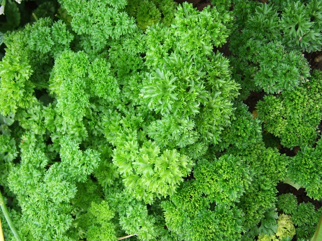 Parsley Flake 10-30 mm. (100%) (พาสเลย์เกล็ด 10-30 มม. (100%)