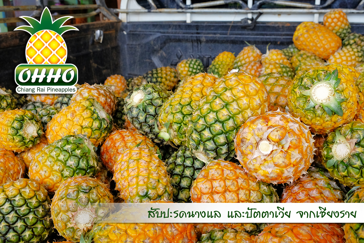 สับปะรด ปัตตาเวีย คณภาพดีจากเชียงราย