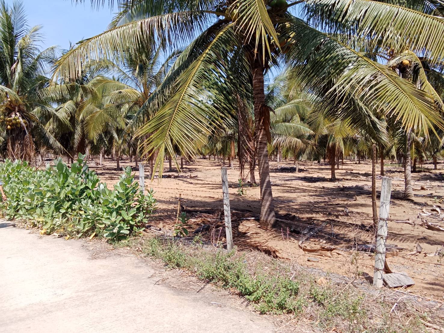 ขายสวนมะพร้าวแกง 30ไร่ อุทยานเเห่งชาติกุยบุรี หาดปากคลองเกลียว
