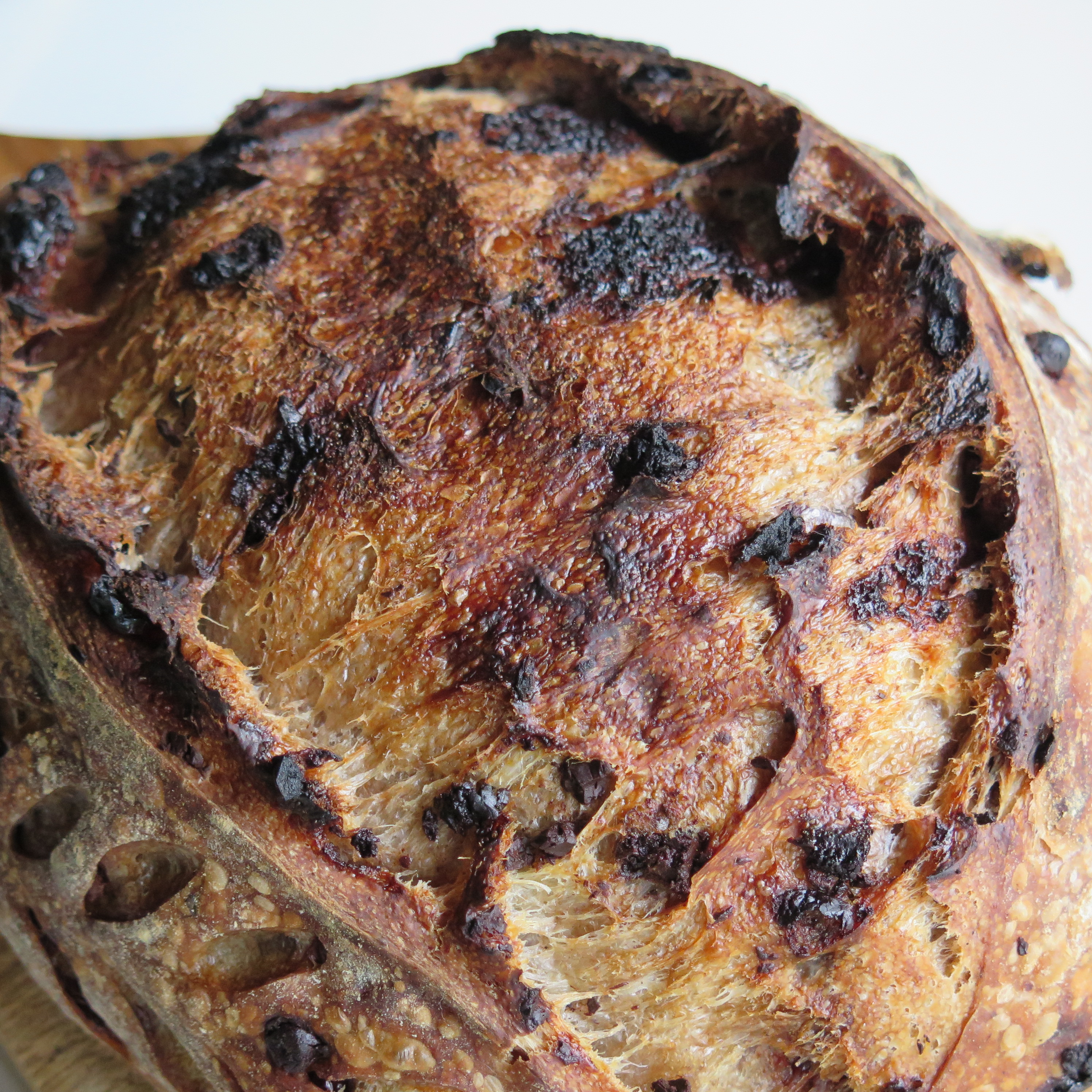 Bitter-Sweet Triple Chocolate Cranberry Sourdough (16% Whole Wheat)