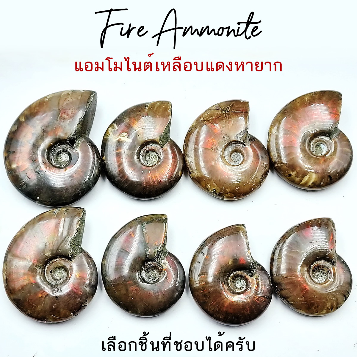 ฟอสซิล แอมโมไนต์ขัดเงาเหลือบรุ้งโทนแดงเกรด A (Fire Ammonite) มาดากัสการ์