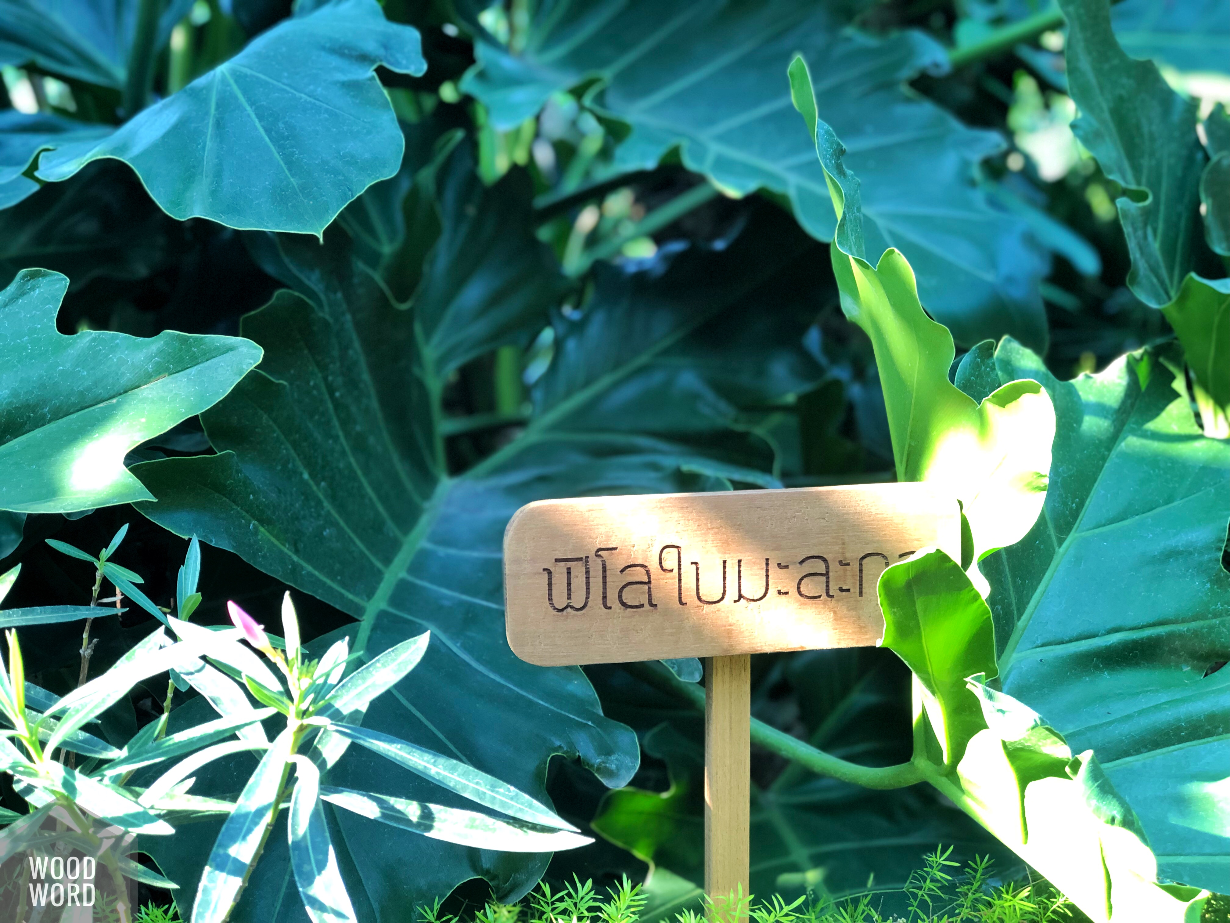 ป้ายชื่อต้นไม้