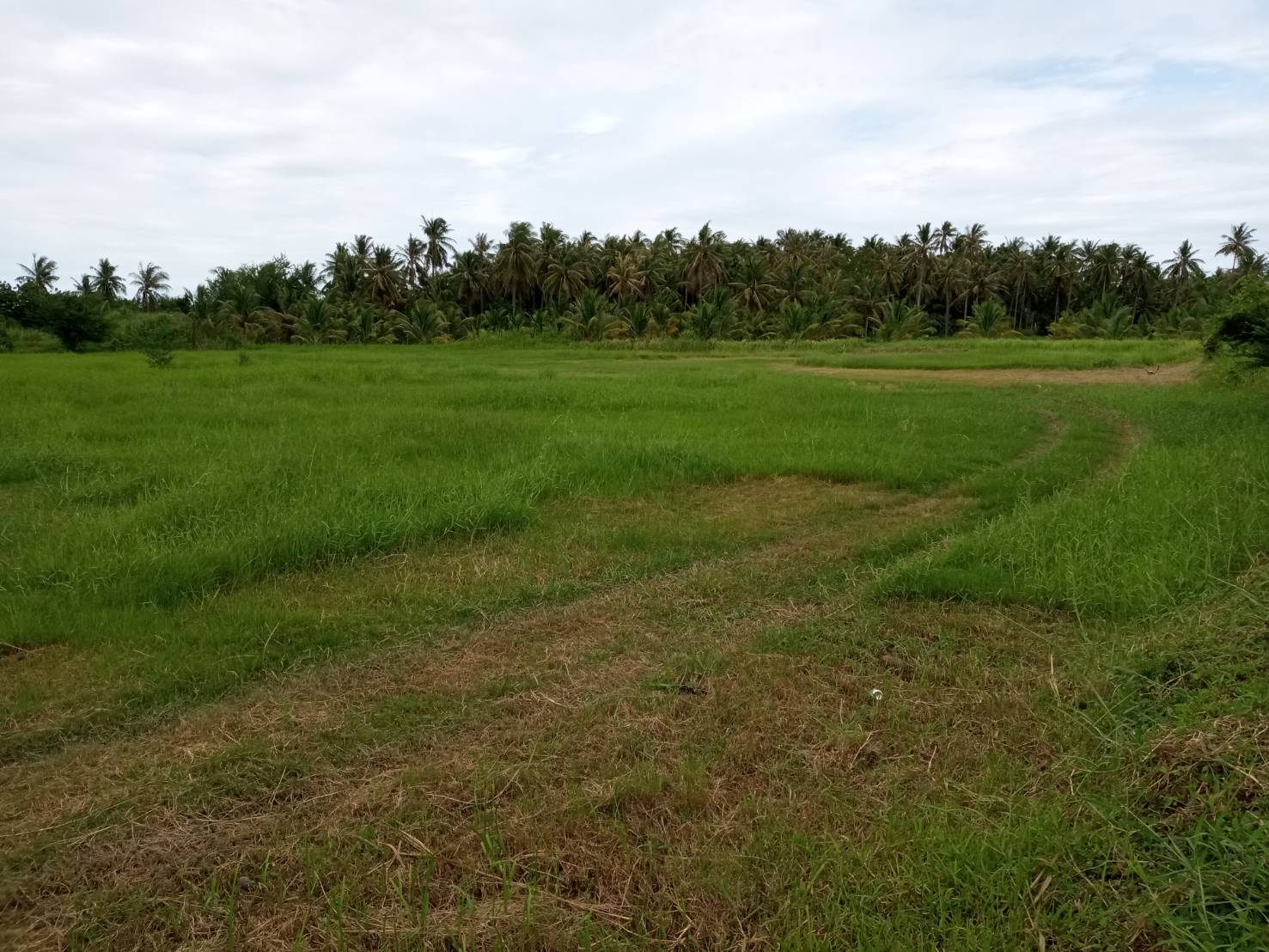 ขายที่ดิน ใกล้เเหล่งชุมชน ที่ดินตั้งอยู่ในเขตเทศบาลกุยบุรี จ.ประจวบ ฯ
