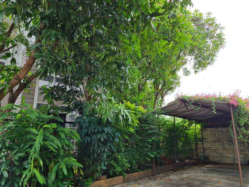 ให้เช่าบ้านเดี่ยว หลังริม ใกล้เซ็นทรัล เวสต์เกต รถไฟฟ้าบางพลู เลี้ยงสัตว์ได้