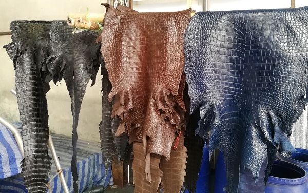 Crocodile leather skins จำหน่ายหนังจระเข้แท้ เป็นผืน พร้อมย้อมสีตามที่ต้องการ
