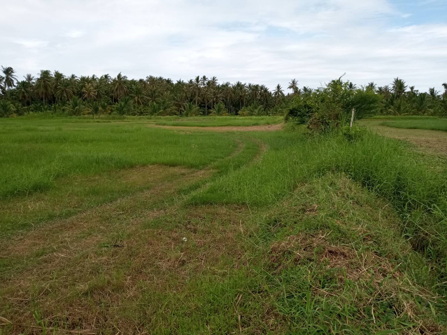 ขายที่ดิน ใกล้เเหล่งชุมชน ที่ดินตั้งอยู่ในเขตเทศบาลกุยบุรี จ.ประจวบ ฯ