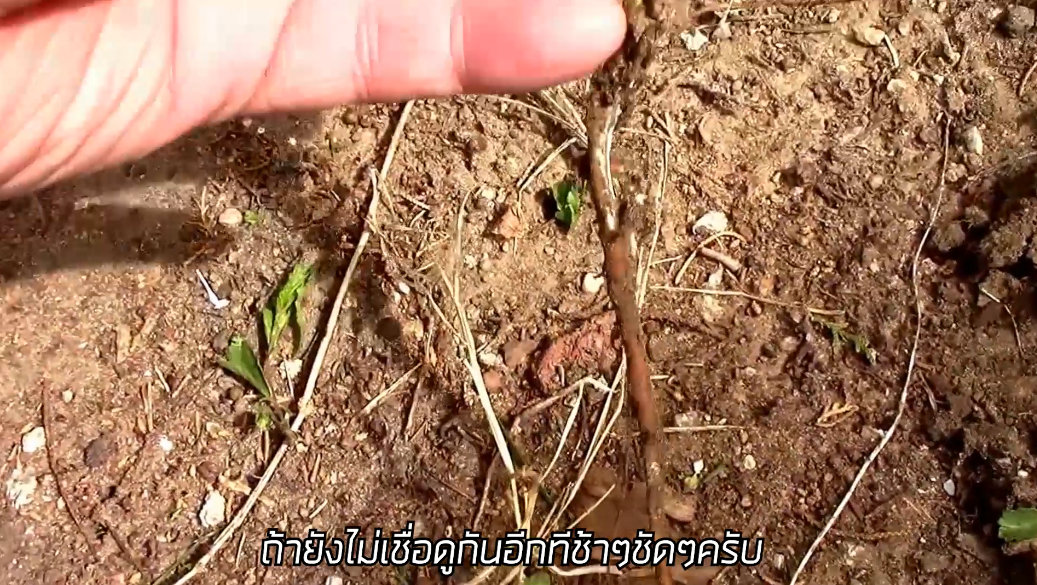 Handweeder ไม้กำจัดวัชพืช