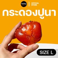 กระดองปู #L