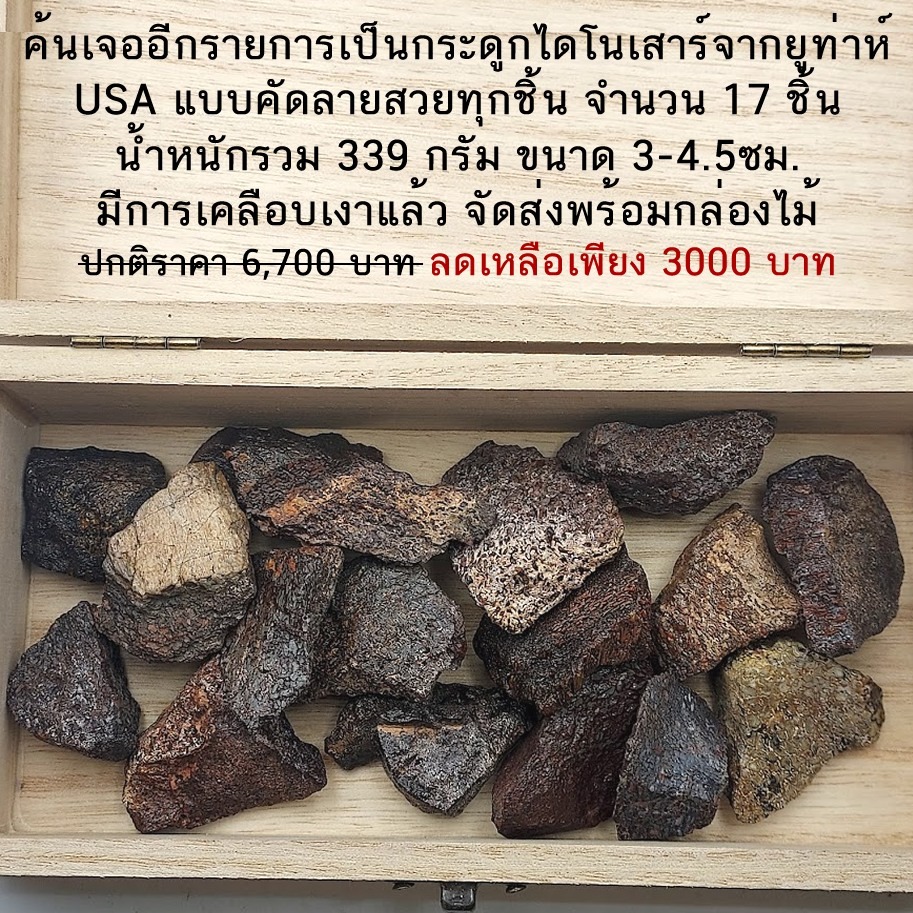 กระดูกไดโนเสาร์จากรัฐยูท่าห์ USA 17 ชิ้น น้ำหนักรวม 339 กรัม ขนาด 3-4.5ซม.