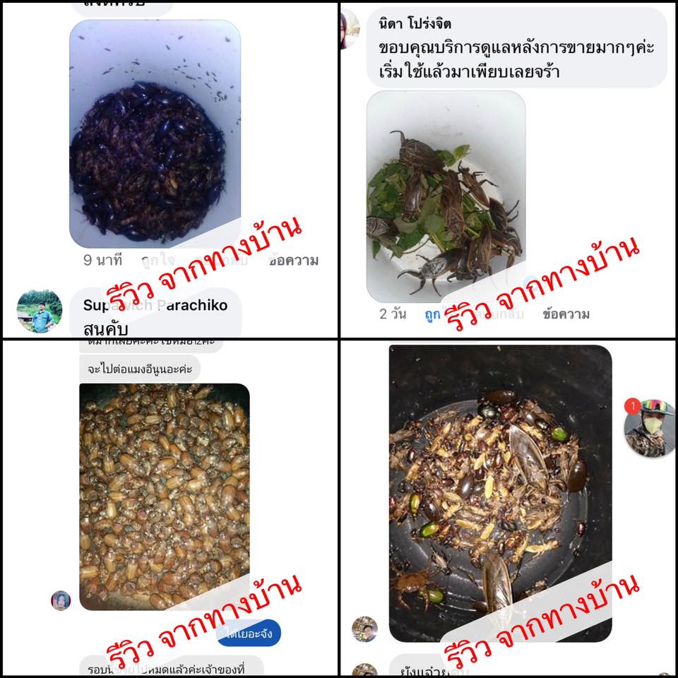 หลอดไฟแบล็คไลท์ ล่อแมลงแท้ ล่อแมลงบินทุกชนิด