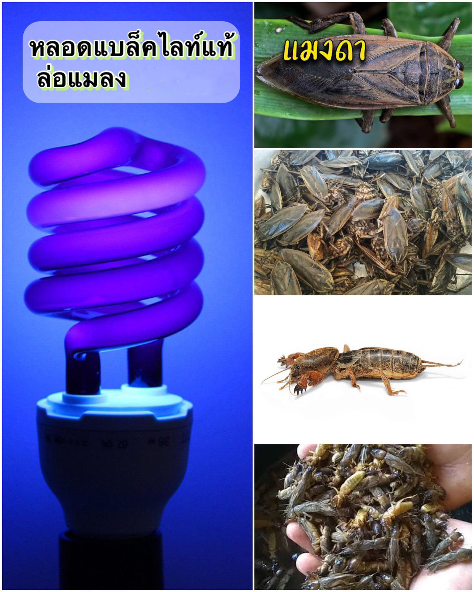 หลอดไฟแบล็คไลท์ 12V ดักล่อแมลงกลางคืนทุกชนิด