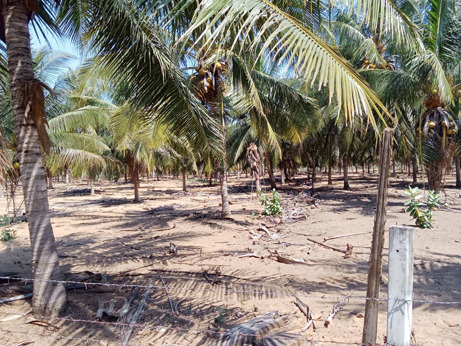 ขายสวนมะพร้าวแกง 30ไร่ อุทยานเเห่งชาติกุยบุรี หาดปากคลองเกลียว