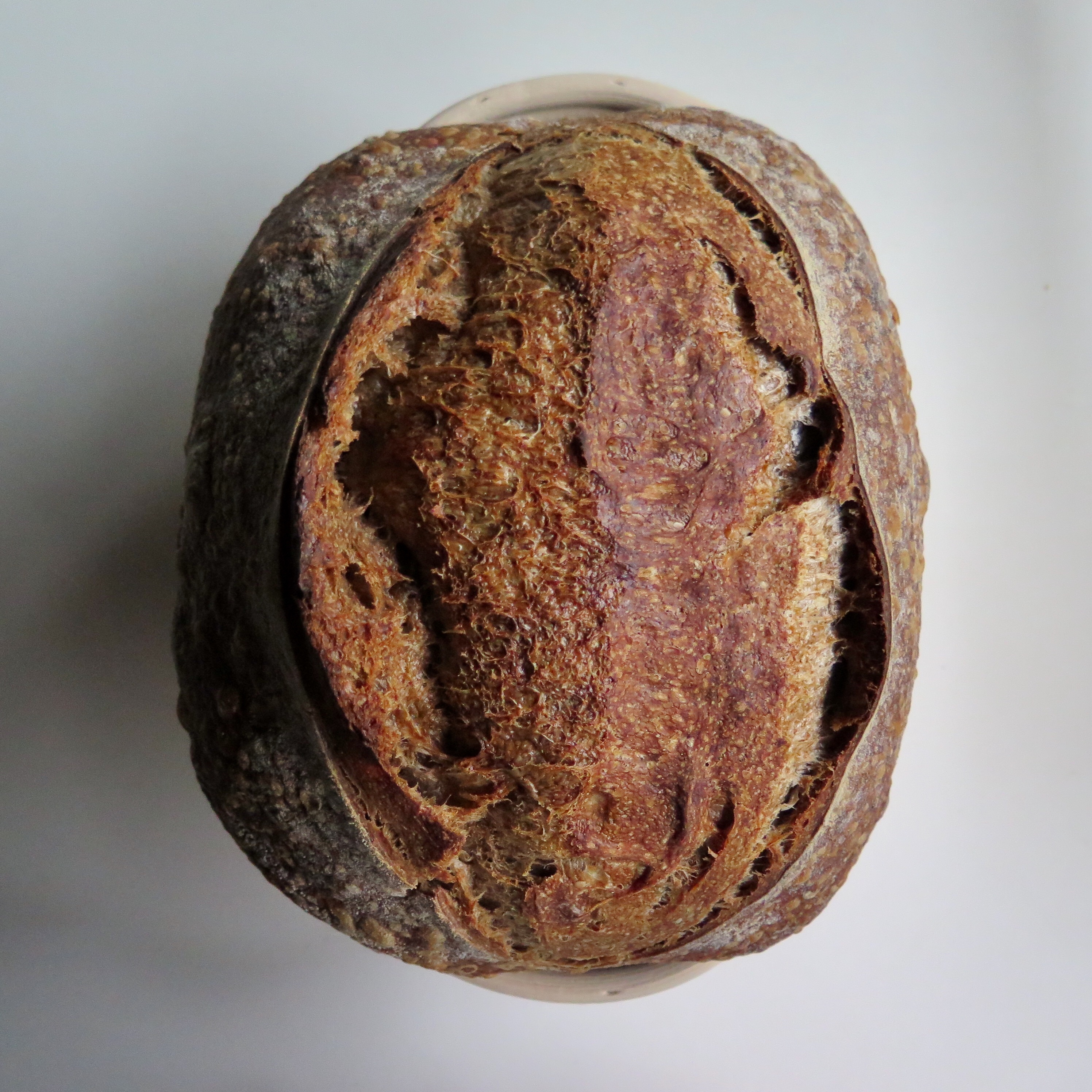 Ⓥ Roasted Rye Malt Sourdough (เจ, 16% Whole Wheat, Vegan)