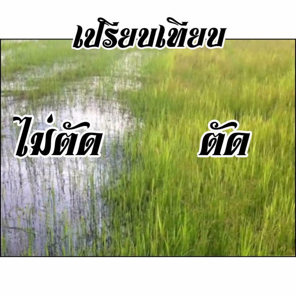 ใบตัดข้าว