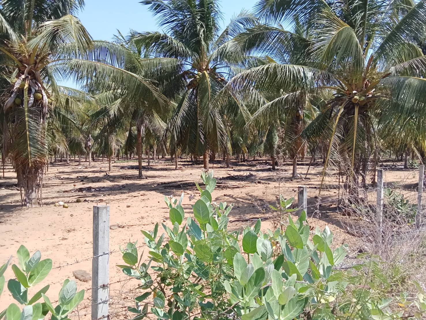 ขายสวนมะพร้าวแกง 30ไร่ อุทยานเเห่งชาติกุยบุรี หาดปากคลองเกลียว
