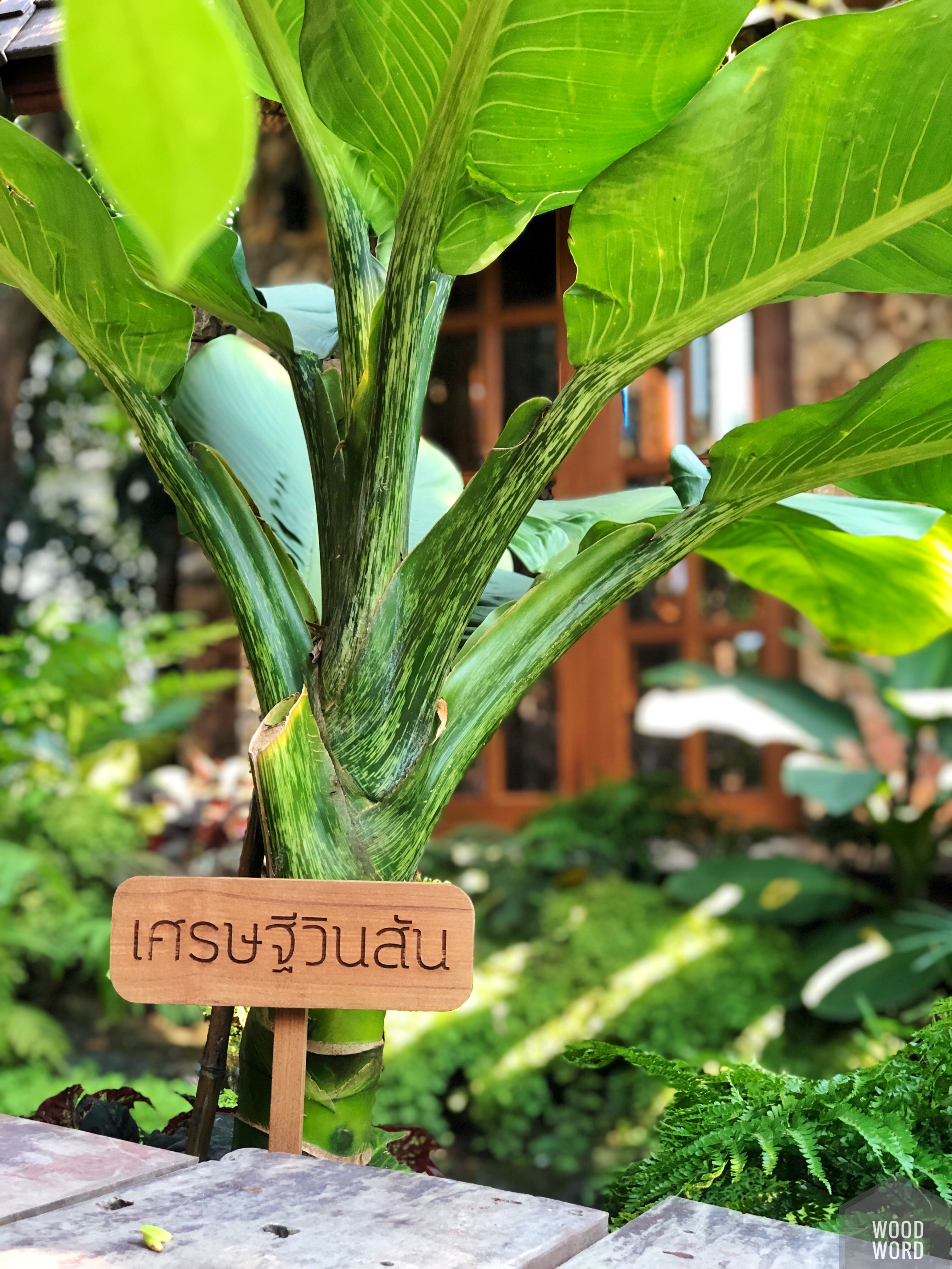 ป้ายชื่อต้นไม้