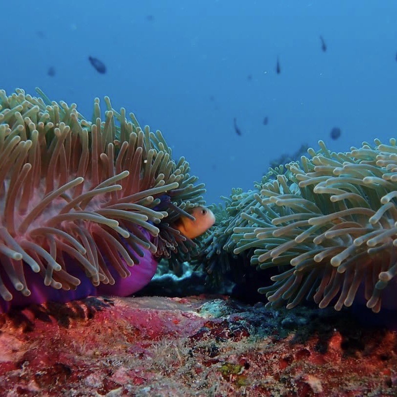 King Cruiser Fun Dive 3 Drives