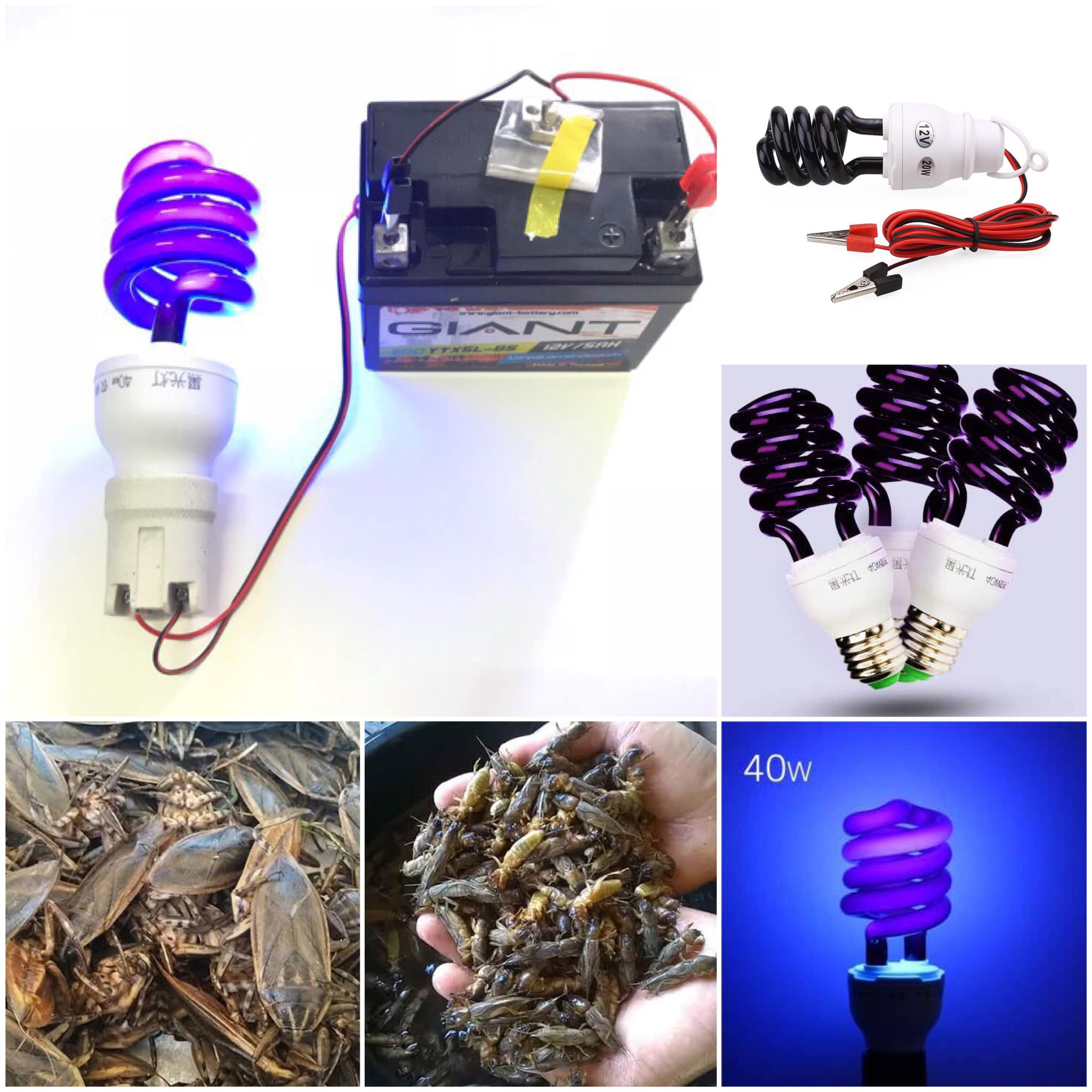 หลอดไฟแบล็คไลท์ ล่อแมลงแท้