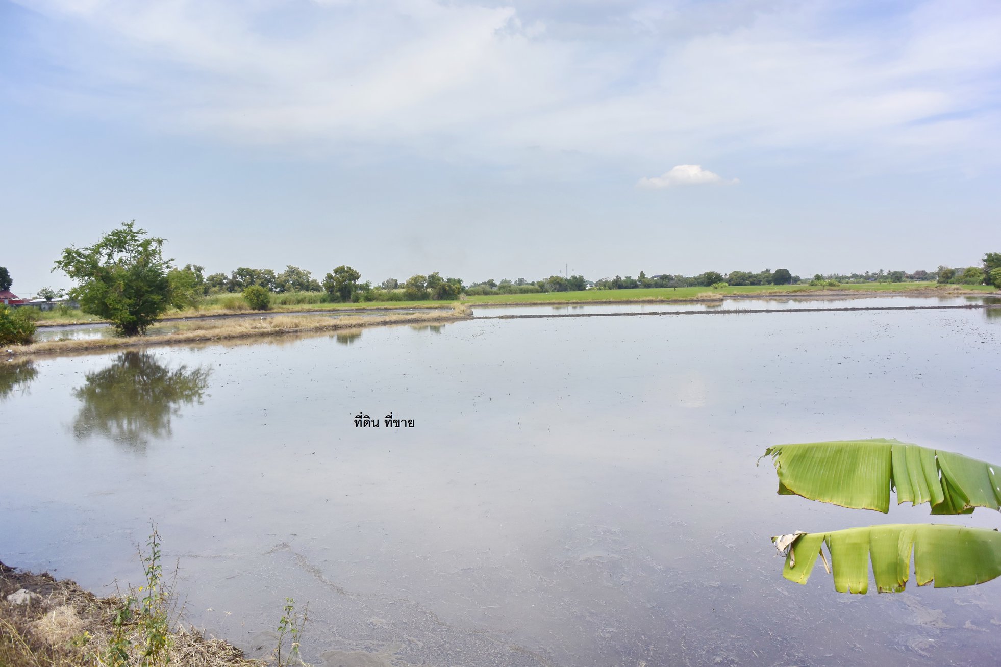 ขายที่ดิน ปทุม เหมาะสร้างโรงงาน หรือบ้านจัดสรร