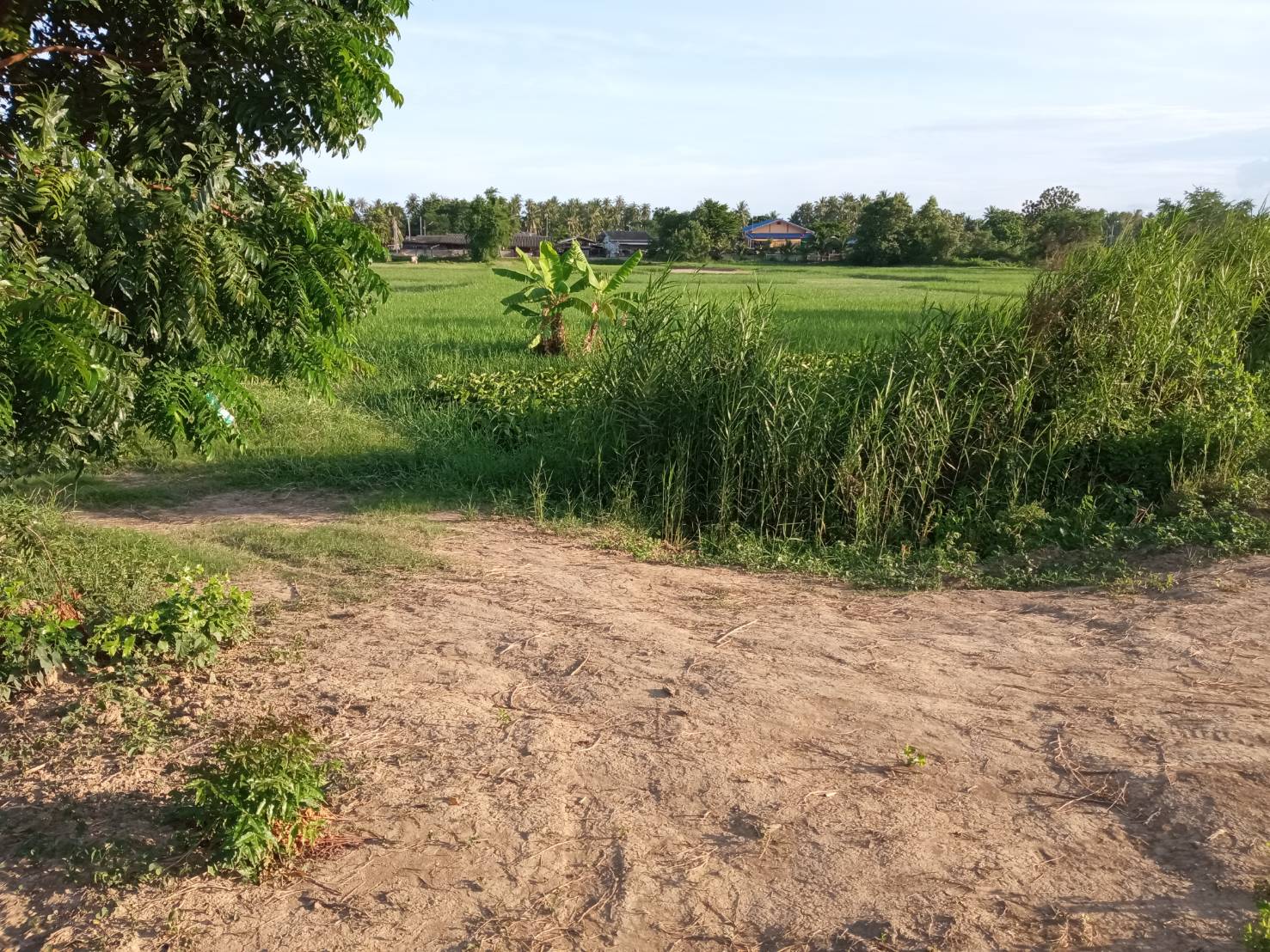 ขายที่ดิน ใกล้เเหล่งชุมชน ที่ดินตั้งอยู่ในเขตเทศบาลกุยบุรี จ.ประจวบ ฯ