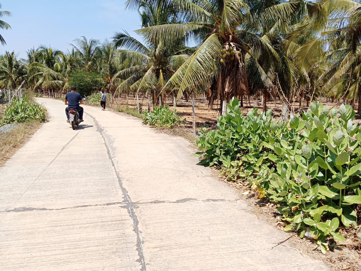 ขายสวนมะพร้าวแกง 30ไร่ อุทยานเเห่งชาติกุยบุรี หาดปากคลองเกลียว