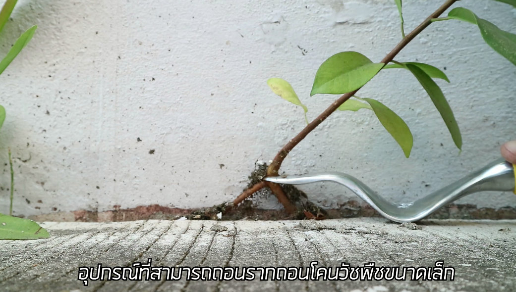 Handweeder ไม้กำจัดวัชพืช