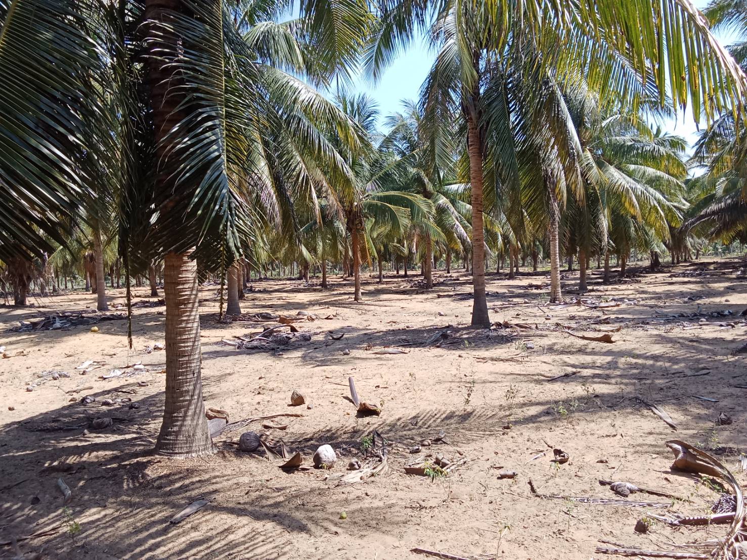 ขายสวนมะพร้าวแกง 30ไร่ อุทยานเเห่งชาติกุยบุรี หาดปากคลองเกลียว