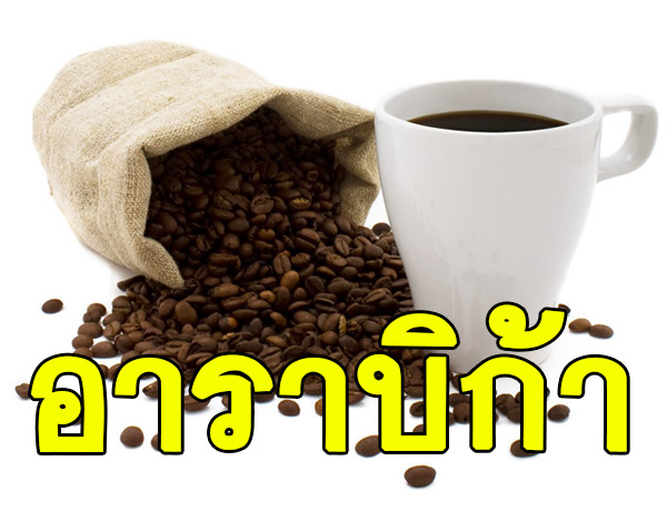 CA กลิ่นกาแฟอาราบิก้า Coffee Arabica Flavor