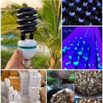 หลอดไฟ ล่อแมลง ต่อกับไฟบ้าน 220V BLACKLIGHT UVA